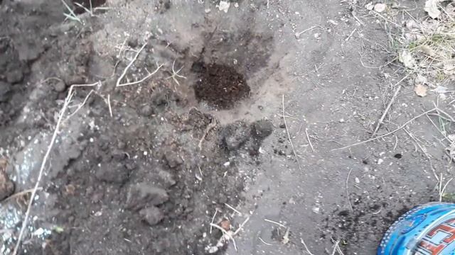 #картошкаутрораннее Утро раннее..Сажаем картошку,первое ведро.. смотреть онлайн