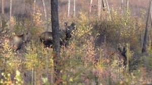 На волосок от смерти. Самка лося с детёнышем вышли на двух охотников (субтитры)