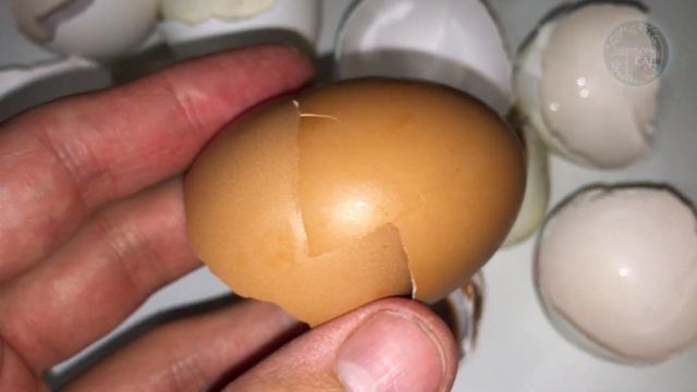 Киньте Одну Ложку в Грунт и Любая Рассада Перца, Томатов, Цветов Будет Здоровым, Коренастым Крепышо смотреть онлайн