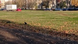 Басё. Хокку про осень.