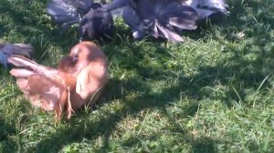 ГОЛУБИ ПАВЛИНЫ/PIGEONS PEACOCKS