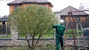 Стрижка деревьев