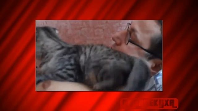 Приколы. Киса обнимает мужика. | Razvlekuxa смотреть онлайн