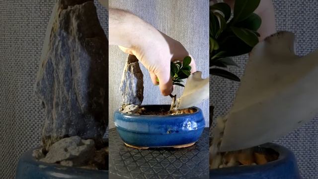 [БОНСАЙ] Пересадка фікуса [Ficus Bonsai. Repotting] #shorts #bonsai #ficusmicrocarpa #бонсай #фікус