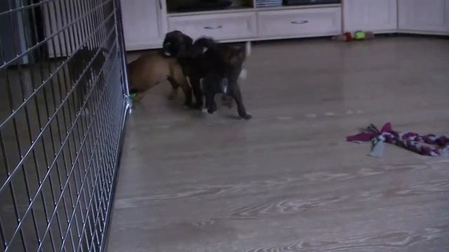 boxer puppies