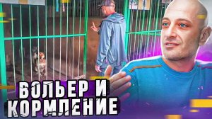 Вольер и кормление (приют для собак "Красная Сосна") АНТУАН НАДЖАРЯН