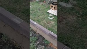 Установка коричневых бордюров, отмостка вокруг дома.