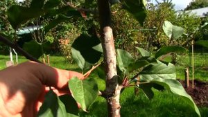 Яблоня "Скала". Итоги первого года