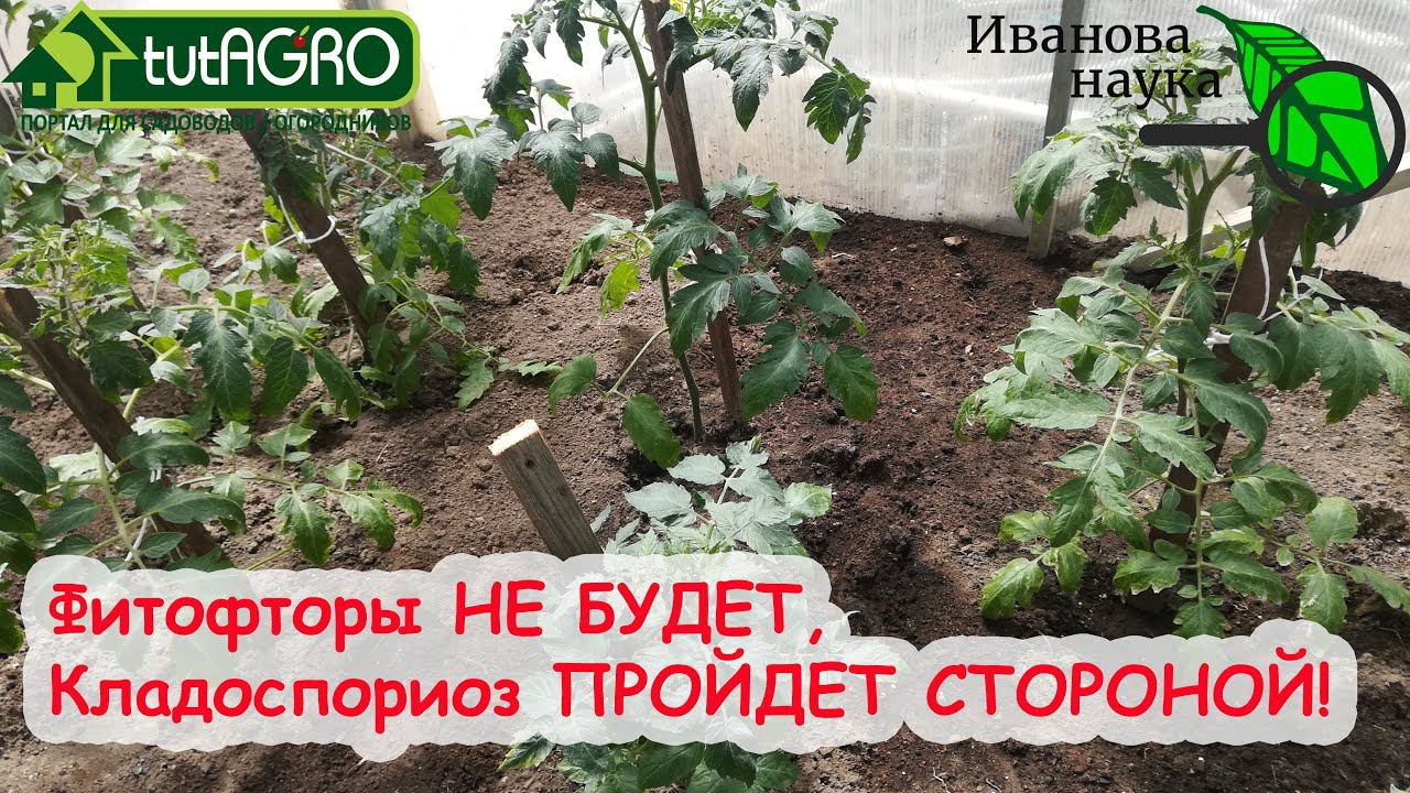 САМАЯ ПОЛНАЯ и ДОСТУПНАЯ СХЕМА ОБРАБОТКИ ТОМАТА, ПЕРЦА и ОГУРЦА ОТ БОЛЕЗНЕЙ. Для теплицы и огорода.
