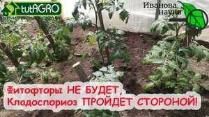 САМАЯ ПОЛНАЯ и ДОСТУПНАЯ СХЕМА ОБРАБОТКИ ТОМАТА, ПЕРЦА и ОГУРЦА ОТ БОЛЕЗНЕЙ. Для теплицы и огорода.