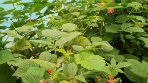 Crimson Night (Кримсон Найт) ремонтантный сорт малины Американской селекции