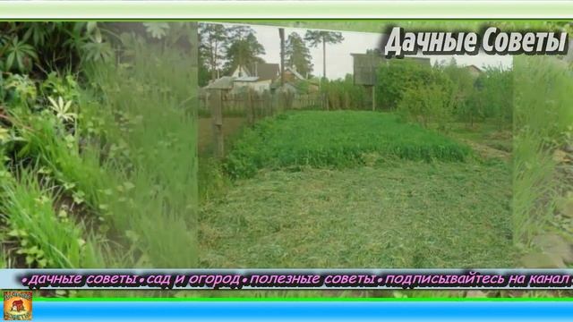СИДЕРАТЫ которые заменят НАВОЗ Самые лучшие сидераты для сада и огорода ДАЧНЫЕ СОВЕТЫ