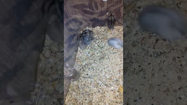 12 джунгарских хомяком в одной клетке смотреть онлайн