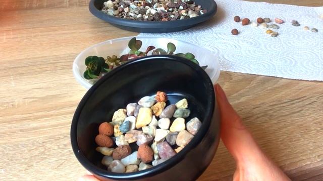 САМЫЙ ПРОСТОЙ СПОСОБ РАЗМНОЖЕНИЯ СУККУЛЕНТОВ. Садик из суккулентов. Ответ-Вопрос смотреть онлайн