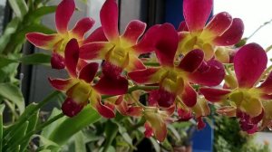 Meriahnya Dendrobium Aridang x Burana Sundae