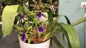 Орхидея зигопеталум / zygopetalum. Как я его чуть не потеряла