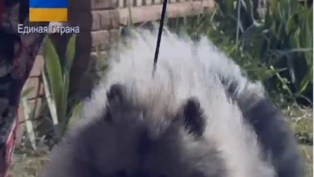 Вольфшпиц ( кеесхонд ) - разновидность немецкого шпица смотреть онлайн