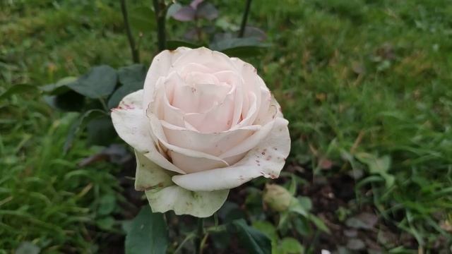 Розы в Подмосковье. Погода "шепчет"... Готовимся к обрезке ? смотреть онлайн