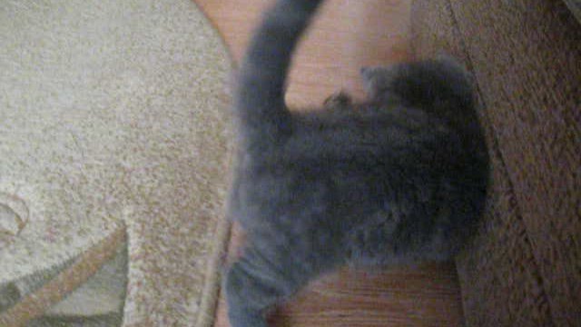 КОТЕНОК