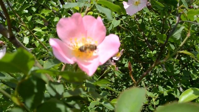 Трудолюбивая пчелка на цветке шиповника смотреть онлайн