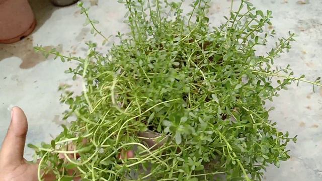 BRAHMI : Plant and Its Importance смотреть онлайн