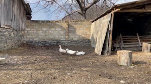 Приготовление Баранины Между камнем на Костре! Традиционное Блюдо для Всей семьи.