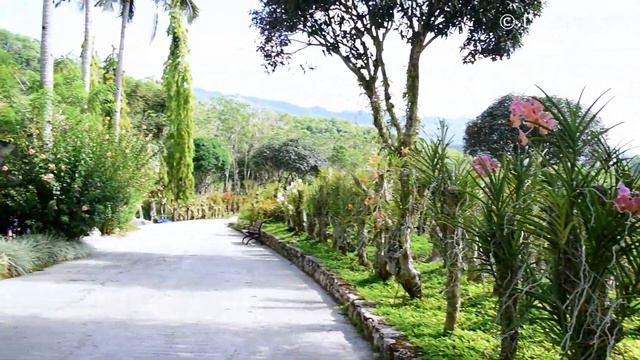 African Savanna in Cebu | Cebu Safari & Adventure Park | 세부 사파리 & 어드벤처 파크 | 아프리카 동물