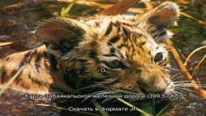Карта дорог россии