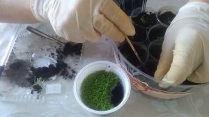 выращивание  ампельной и кустовой лобелии.