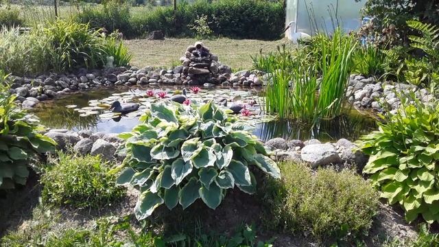 №34 Цветут Нимфеи, наш пруд, жара! смотреть онлайн