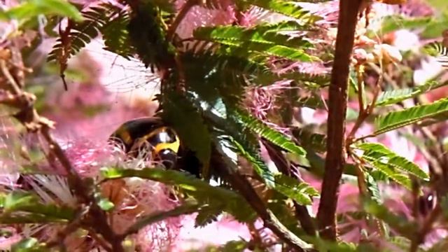 Besouros e a Calliandra.DSCN8611 смотреть онлайн