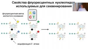Лекция 14 Методы секвенирования ДНК (2022)