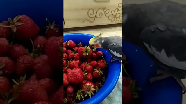 Попугай корелла Федя кушает клубнику