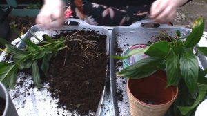 REPOTTING & SEPARATING PEACE LILY PUPS | Propagating 2019 | Miss Bird