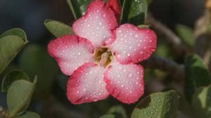 гимнастика для лица кэрол маджио