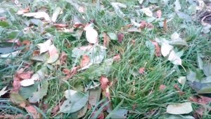 Вырываем ненужные кусты. Как удалить ненужные кусты