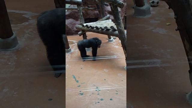 Срочно! агрессивный шимпанзе в зоопарке Ижевска.?? Посетители раздразнили.