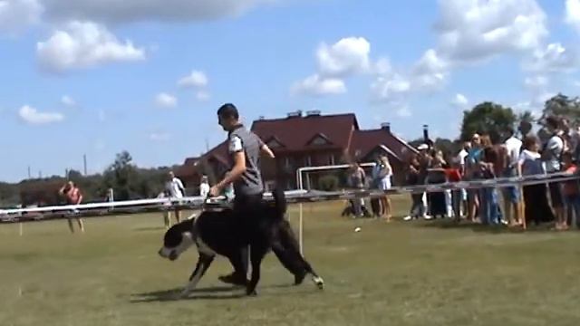 Сумы - 2014- промежуток кобели смотреть онлайн