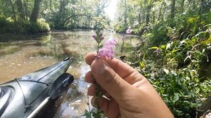 Kayaking on the Peace River Part Three