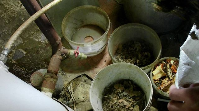 Разведение червей в вёдрах. Где взять компостных червей. Чем кормить червей в домашних условиях.