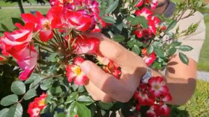 NEW: Rosa Everglow Ruby