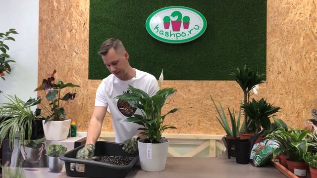 Женское счастье на северном подоконнике или уход за Спатифиллумом в домашних условиях