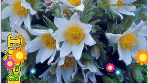 Прострел обыкновенный Вайт. Краткий обзор, описание характеристик pulsatilla vulgaris