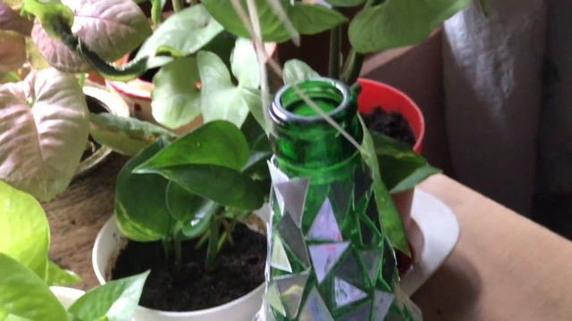 Medium light tolerant indoor plants | easy to care indoor plants | houseplants |
Green spaces