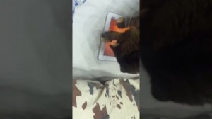 Кошка играет в свою игру на планшете