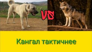кангал против волка
