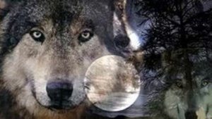 МОЛОДАЯ ВОЛЧИЦА.