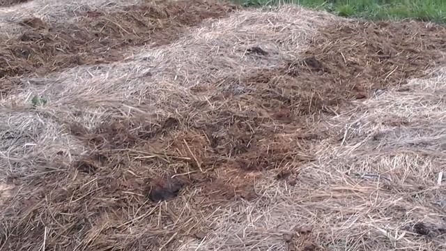 (33)Активная мульча. смотреть онлайн