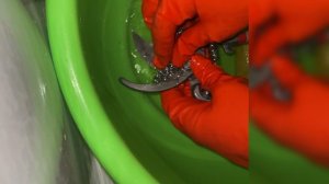 Восстановление секатора от ржавчины