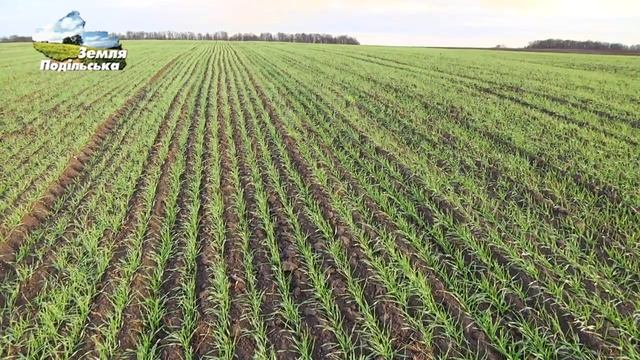 Розкидач добрив "Вулкан" від "Вінмашпостач" у ФГ "Агро-Кустівці" смотреть онлайн